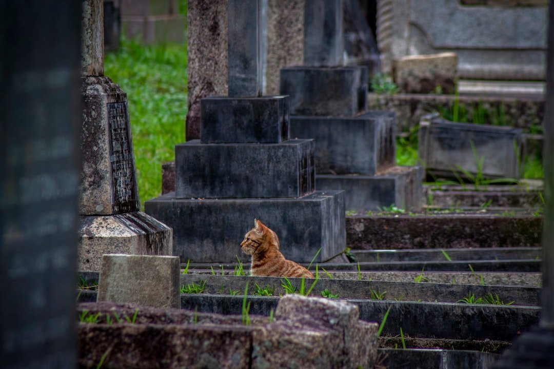 ペットちゃんが「死者の日」をお祝いするの！写真とかおもちゃとかで思い出してるんだよ💖